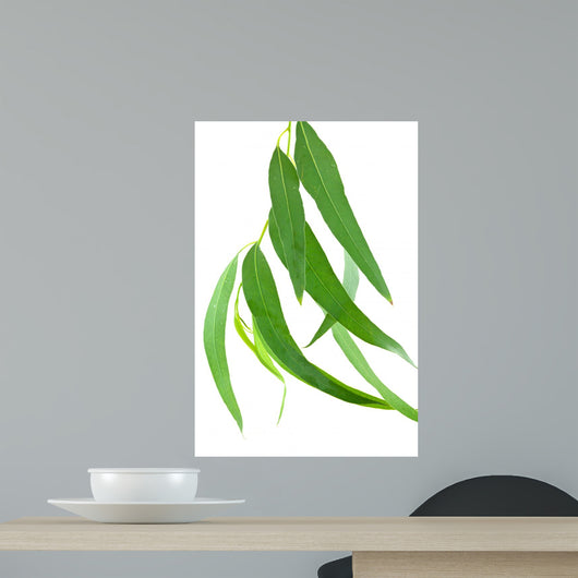 Feuilles Deucalyptus