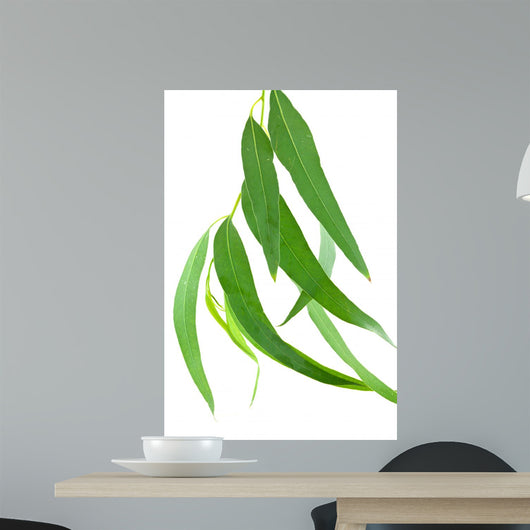 Feuilles Deucalyptus