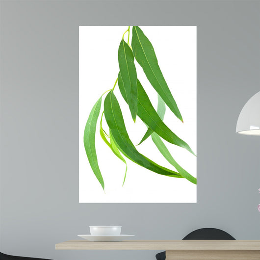 Feuilles Deucalyptus