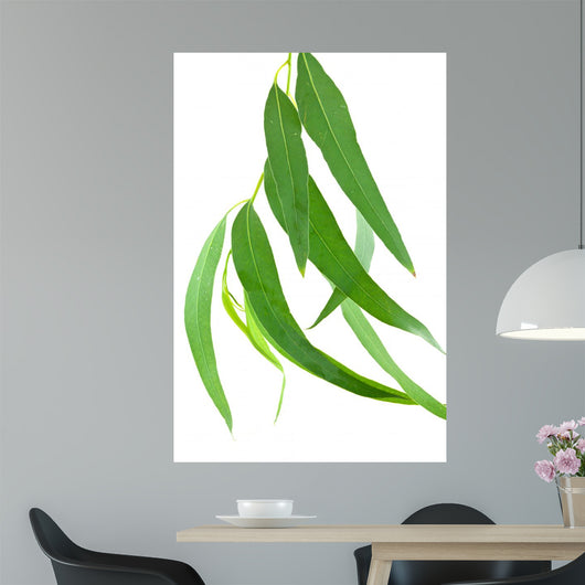 Feuilles Deucalyptus