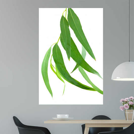 Feuilles Deucalyptus