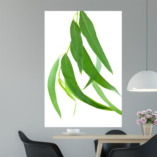 Feuilles Deucalyptus