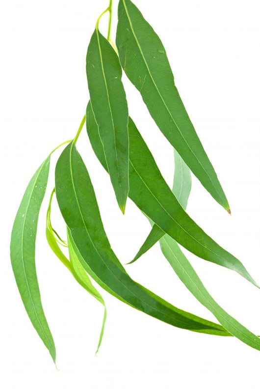 Feuilles Deucalyptus