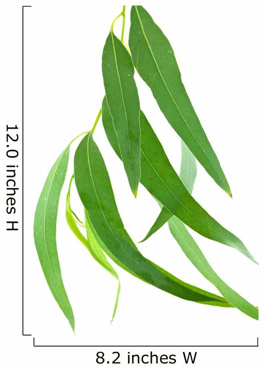 Feuilles Deucalyptus