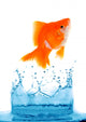Goldfish is jumping Wall Mural