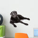 Black Labrador Retriever