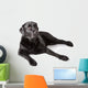 Black Labrador Retriever
