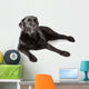 Black Labrador Retriever