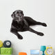 Black Labrador Retriever
