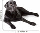 Black Labrador Retriever