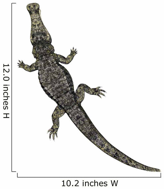Krokodil Von Oben