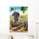 Grape and Vineyard Wall Mural