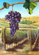 Grape and Vineyard Wall Mural