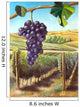 Grape and Vineyard Wall Mural