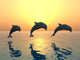 Jumping Dolphins Wall Mural