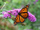 Monarch Butterfly Wall Mural