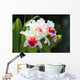 White cattleya orchid flower Wall Mural