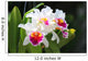 White cattleya orchid flower Wall Mural