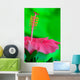 Hibiscus flower detail Wall Mural