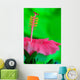 Hibiscus flower detail Wall Mural
