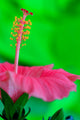 Hibiscus flower detail Wall Mural