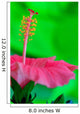 Hibiscus flower detail Wall Mural