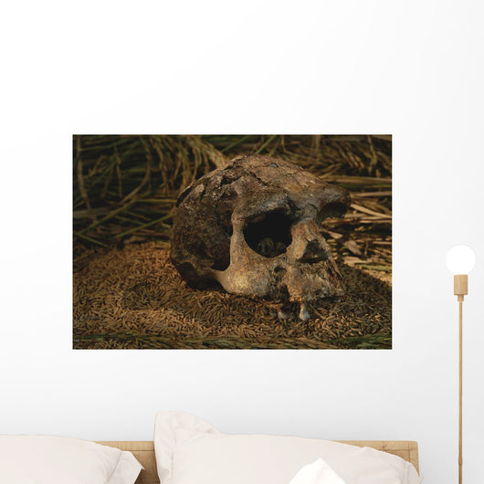 Close-up Fossilized Skull Homo Wall Mural