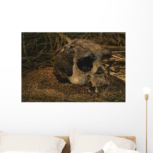 Close-up Fossilized Skull Homo Wall Mural