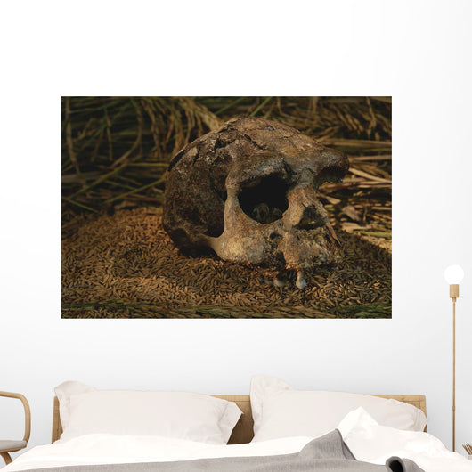 Close-up Fossilized Skull Homo Wall Mural
