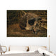 Close-up Fossilized Skull Homo Wall Mural
