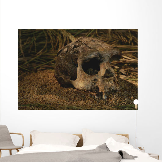 Close-up Fossilized Skull Homo Wall Mural