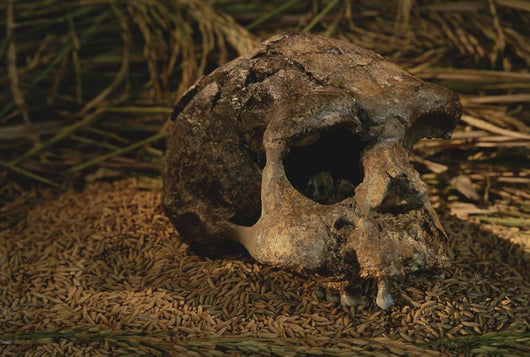 Close-up Fossilized Skull Homo Wall Mural