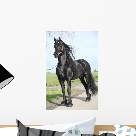 Gorgeous Friesian Stallion with Wall Mural