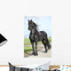 Gorgeous Friesian Stallion with Wall Mural