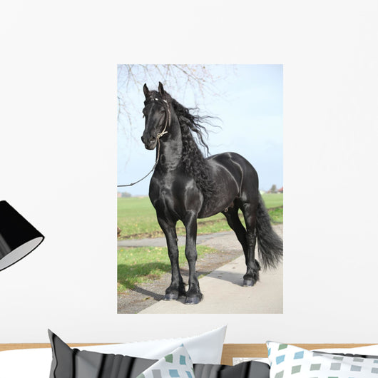 Gorgeous Friesian Stallion with Wall Mural