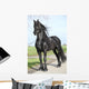 Gorgeous Friesian Stallion with Wall Mural