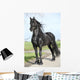 Gorgeous Friesian Stallion with Wall Mural