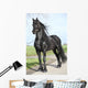 Gorgeous Friesian Stallion with Wall Mural