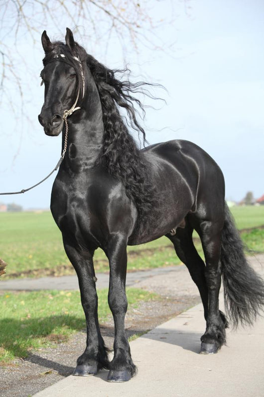 Gorgeous Friesian Stallion with Wall Mural