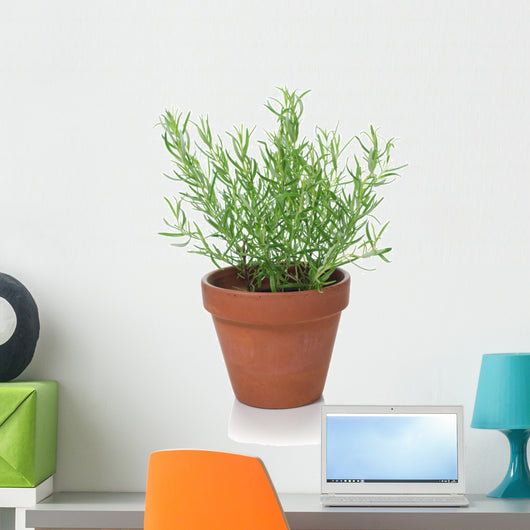 Rosemary Plant
