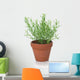 Rosemary Plant