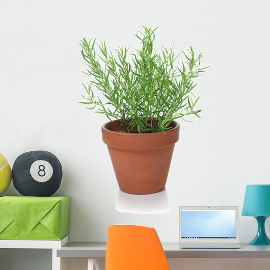 Rosemary Plant