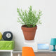 Rosemary Plant