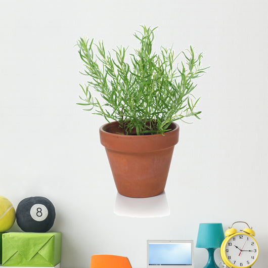 Rosemary Plant