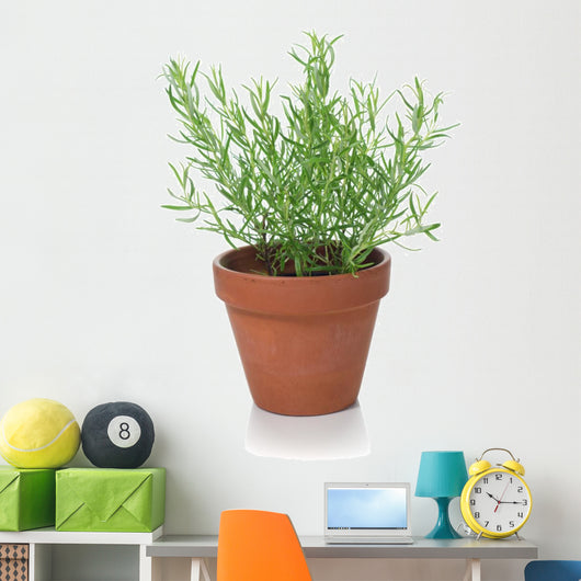 Rosemary Plant