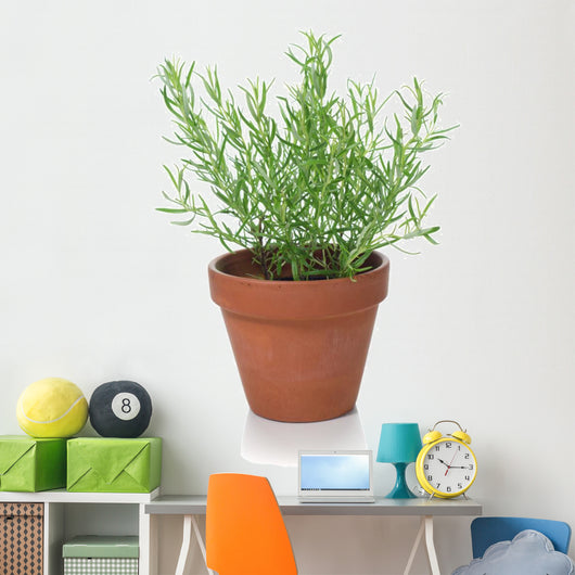 Rosemary Plant