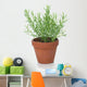 Rosemary Plant