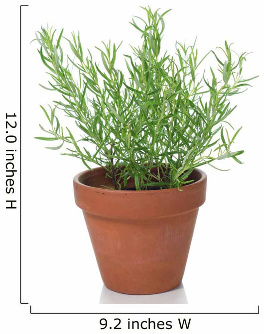 Rosemary Plant