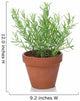 Rosemary Plant