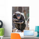 monkey laughing and grinning at crowds at the zoo Wall Mural